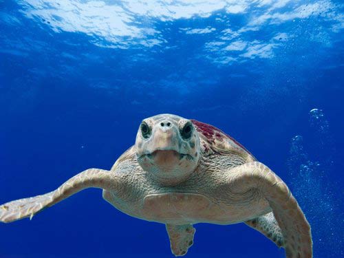 Caretta - Caretta sea turtle